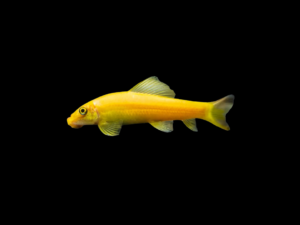 Comealgas chino albino